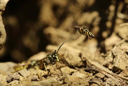 Vespula vulgaris
